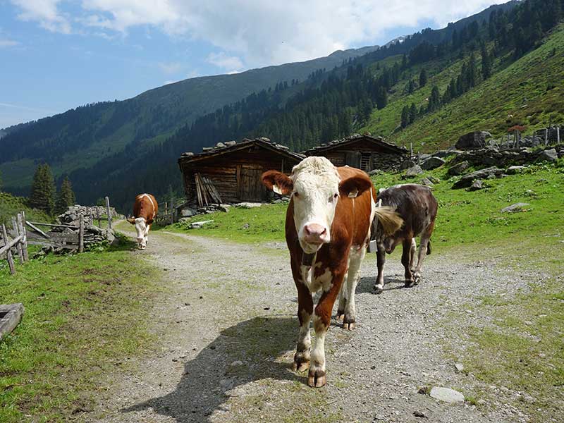 Pallspitze